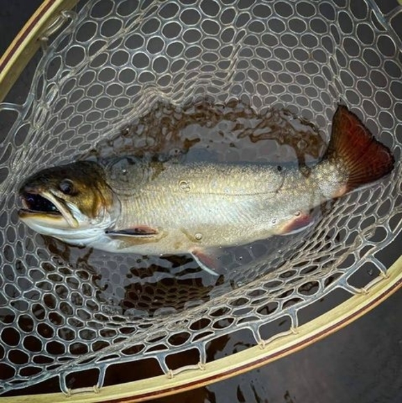 Meet your Posher, Michael - Picture 1 of 1